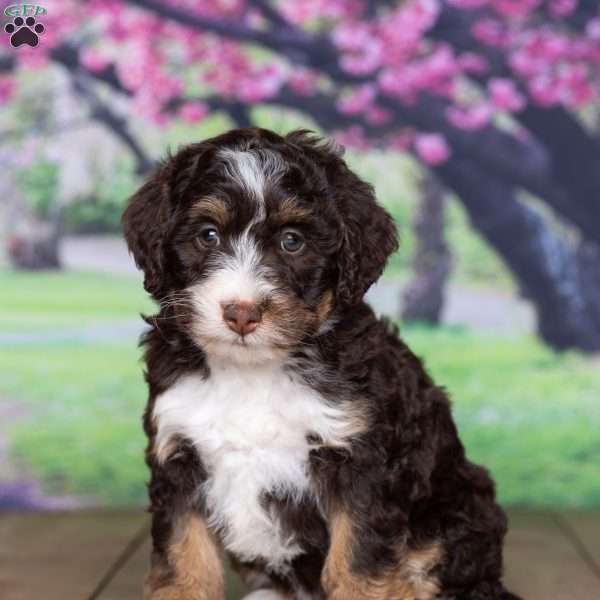sara, Mini Bernedoodle Puppy